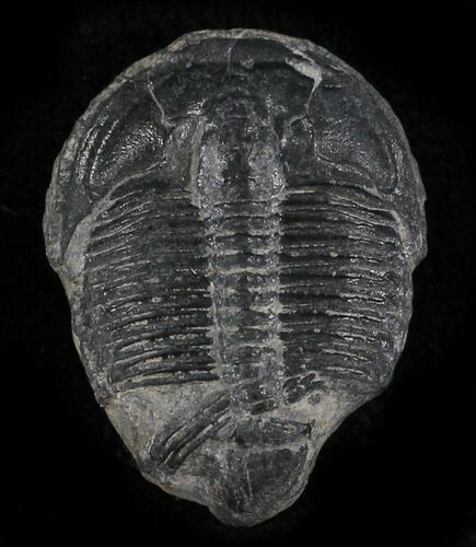 Elrathia Trilobite - Wheeler Shale, Utah #24859